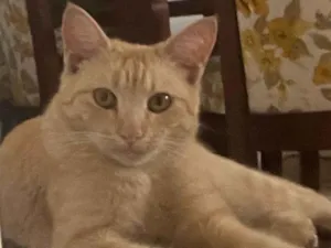 Gato raça SRD-ViraLata idade 1 ano nome Amarelinho