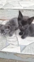 Gatinhos para adoção 