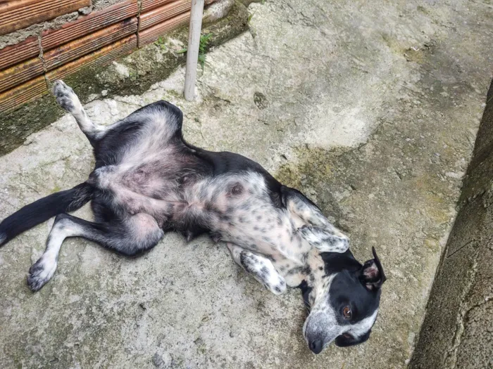 Cachorro ra a SRD-ViraLata idade 3 anos nome Pretinha