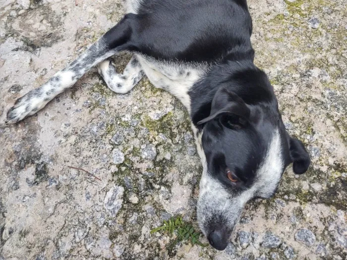 Cachorro ra a SRD-ViraLata idade 3 anos nome Pretinha