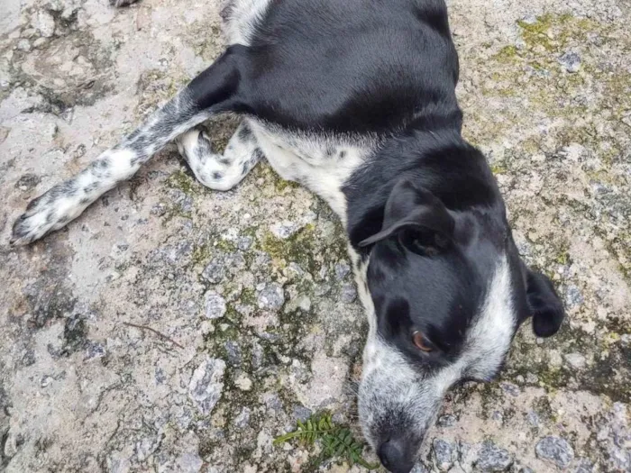 Cachorro ra a SRD-ViraLata idade 3 anos nome Pretinha