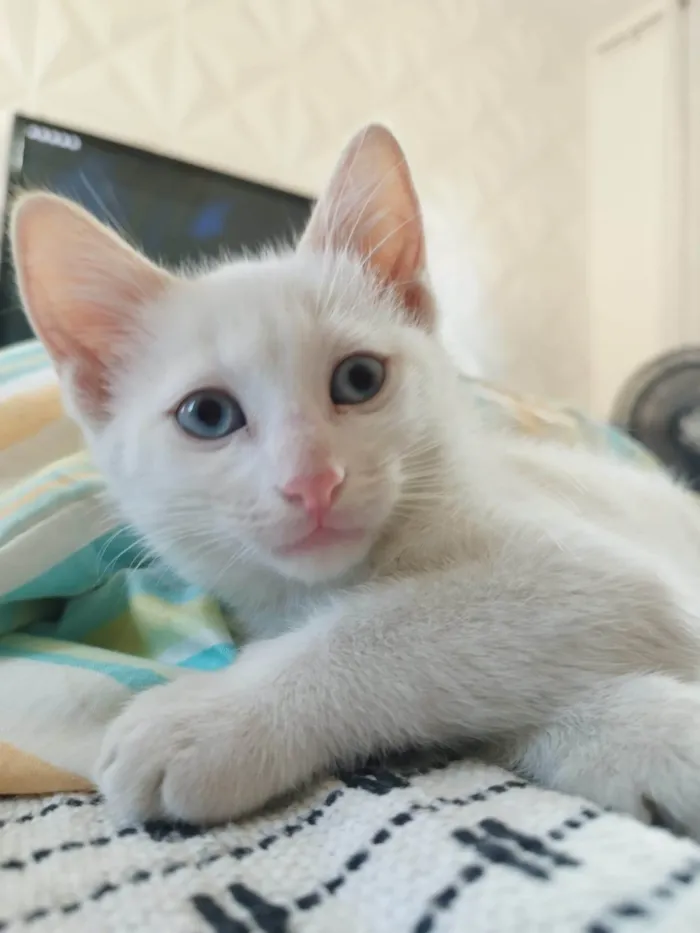 Gato ra a Siamês idade 2 a 6 meses nome Pipoca, paçoca, Leite, e Caputino