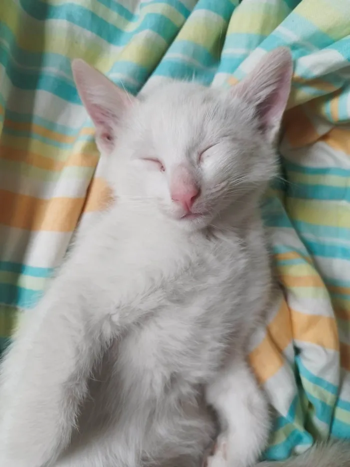 Gato ra a Siamês idade 2 a 6 meses nome Pipoca, paçoca, Leite, e Caputino