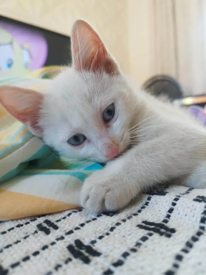 Gato ra a Siamês idade 2 a 6 meses nome Pipoca, paçoca, Leite, e Caputino