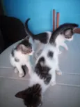 Gatos