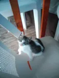 Gatos
