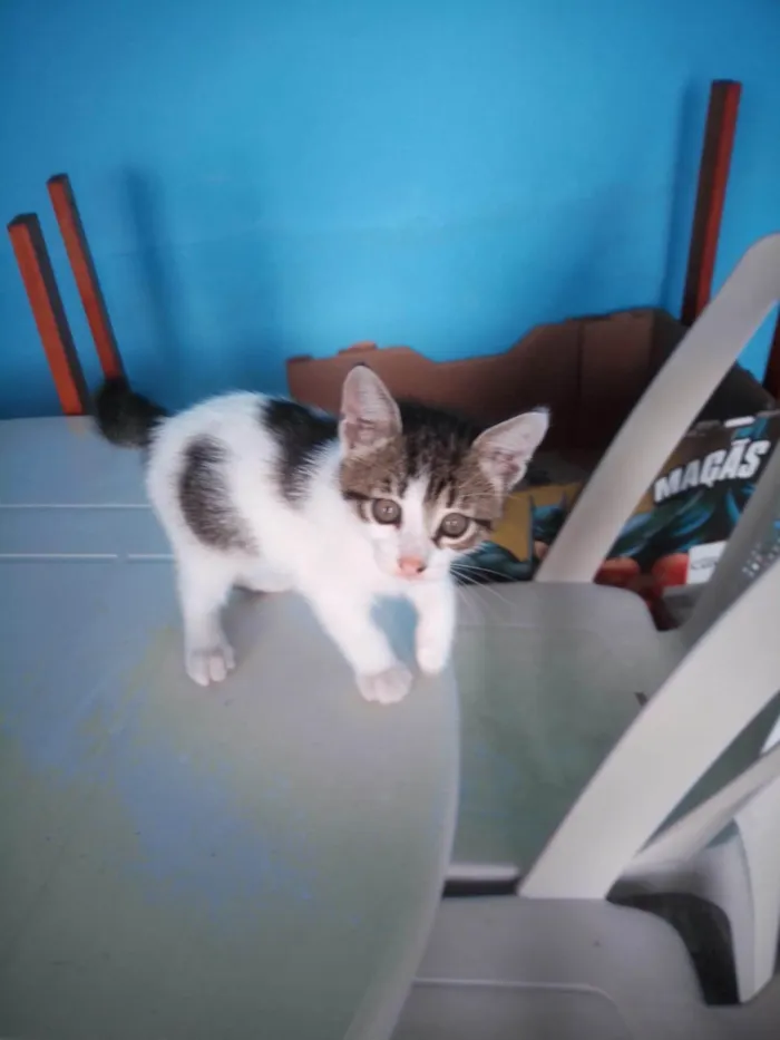 Gato ra a SRD-ViraLata idade Abaixo de 2 meses nome Gatos 