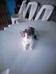 Gatos