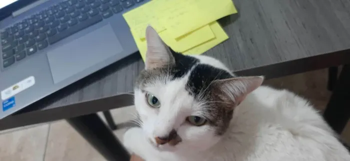 Gato ra a Exótico idade 6 ou mais anos nome MIA