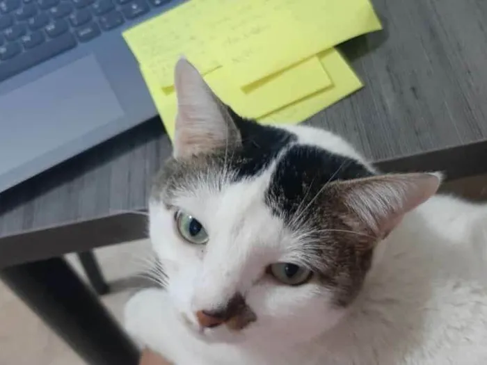 Gato ra a Exótico idade 6 ou mais anos nome MIA