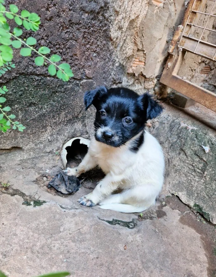 Cachorro ra a SRD-ViraLata idade Abaixo de 2 meses nome Ted