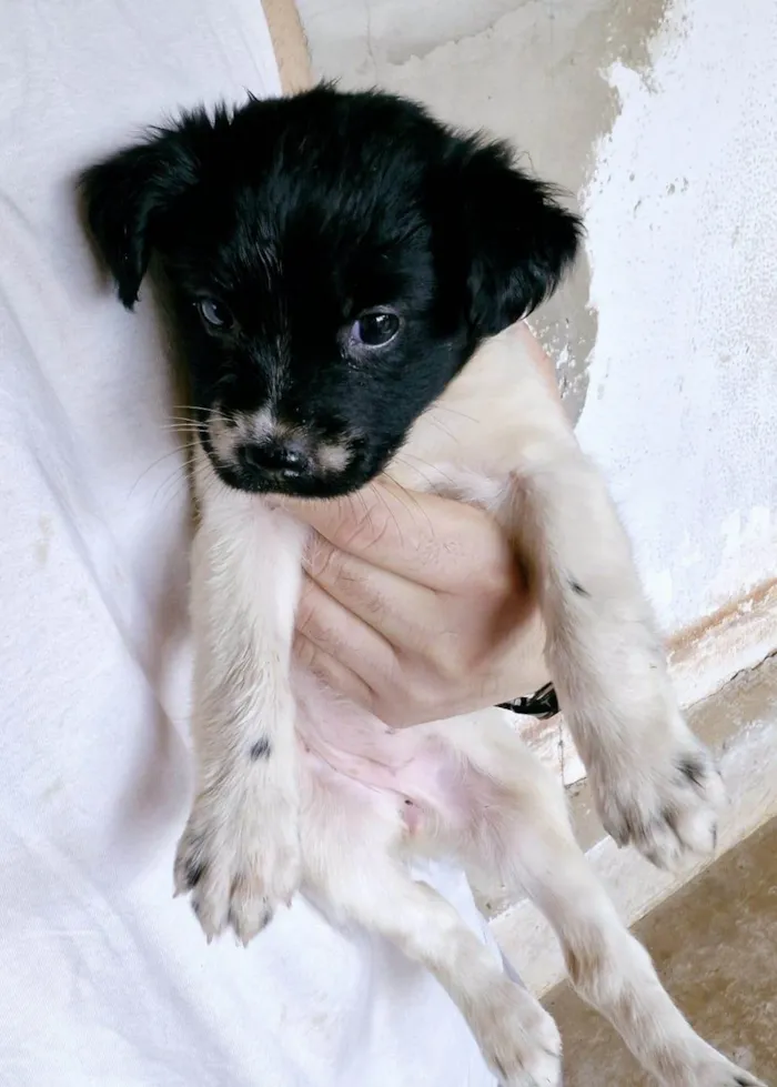 Cachorro ra a SRD-ViraLata idade Abaixo de 2 meses nome Ted