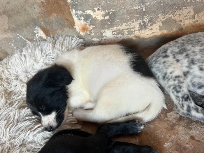 Cachorro ra a SRD-ViraLata idade Abaixo de 2 meses nome Ted