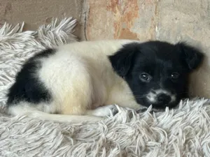 Cachorro raça SRD-ViraLata idade Abaixo de 2 meses nome Filó