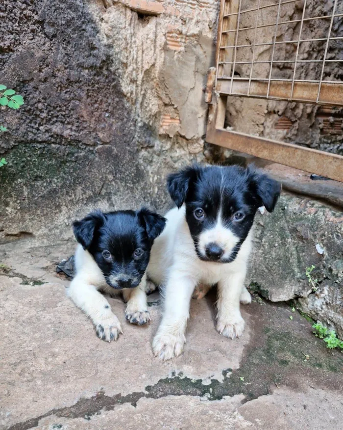 Cachorro ra a SRD-ViraLata idade Abaixo de 2 meses nome Filó