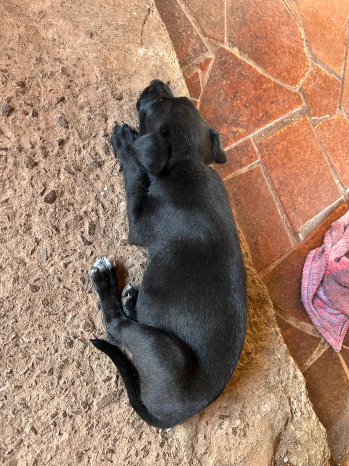 Cachorro ra a SRD-ViraLata idade Abaixo de 2 meses nome Judite 