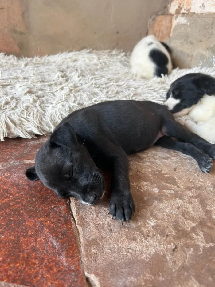 Cachorro ra a SRD-ViraLata idade Abaixo de 2 meses nome Judite 