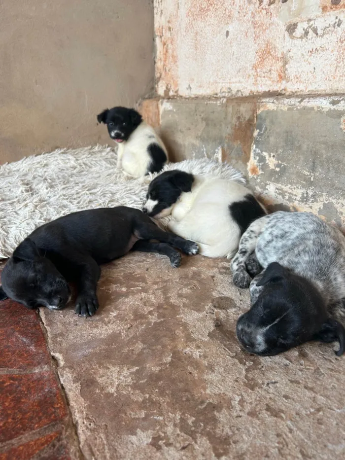 Cachorro ra a SRD-ViraLata idade Abaixo de 2 meses nome Judite 