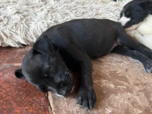 Cachorro raça SRD-ViraLata idade Abaixo de 2 meses nome Judite 