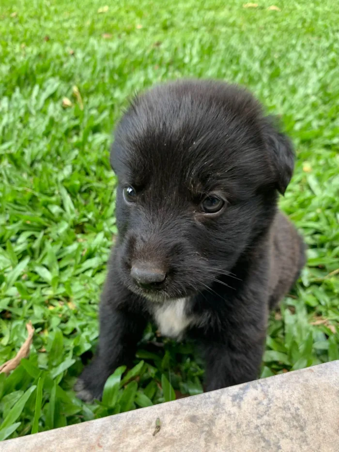 Cachorro ra a SRD-ViraLata idade Abaixo de 2 meses nome Duke