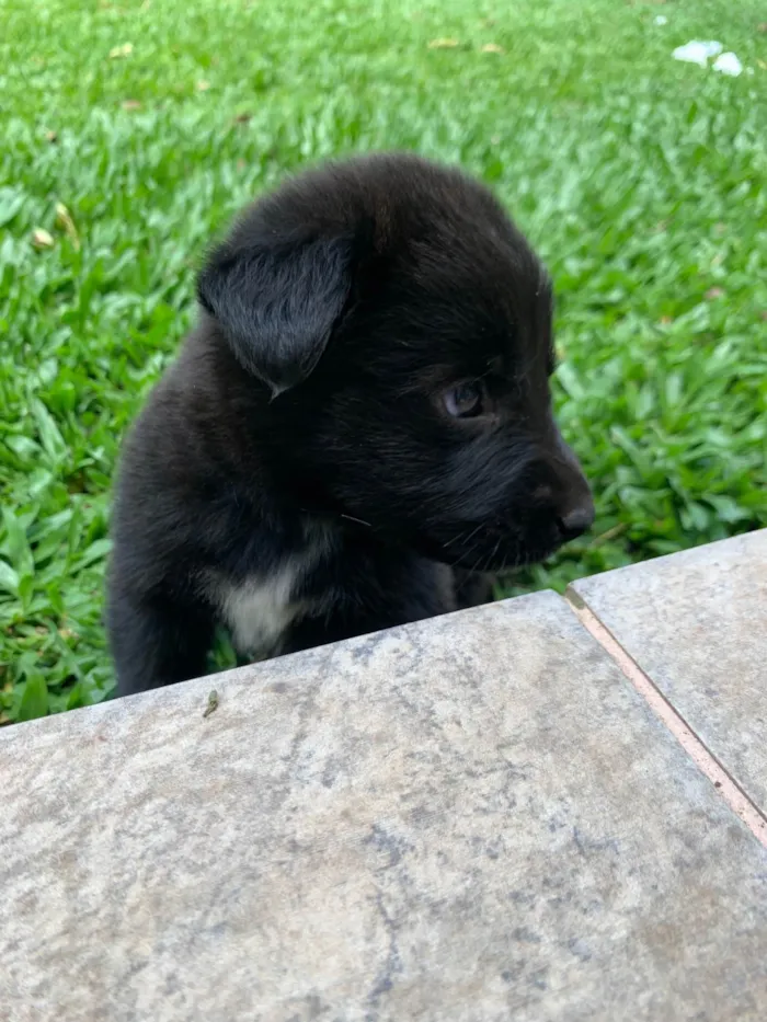 Cachorro ra a SRD-ViraLata idade Abaixo de 2 meses nome Duke