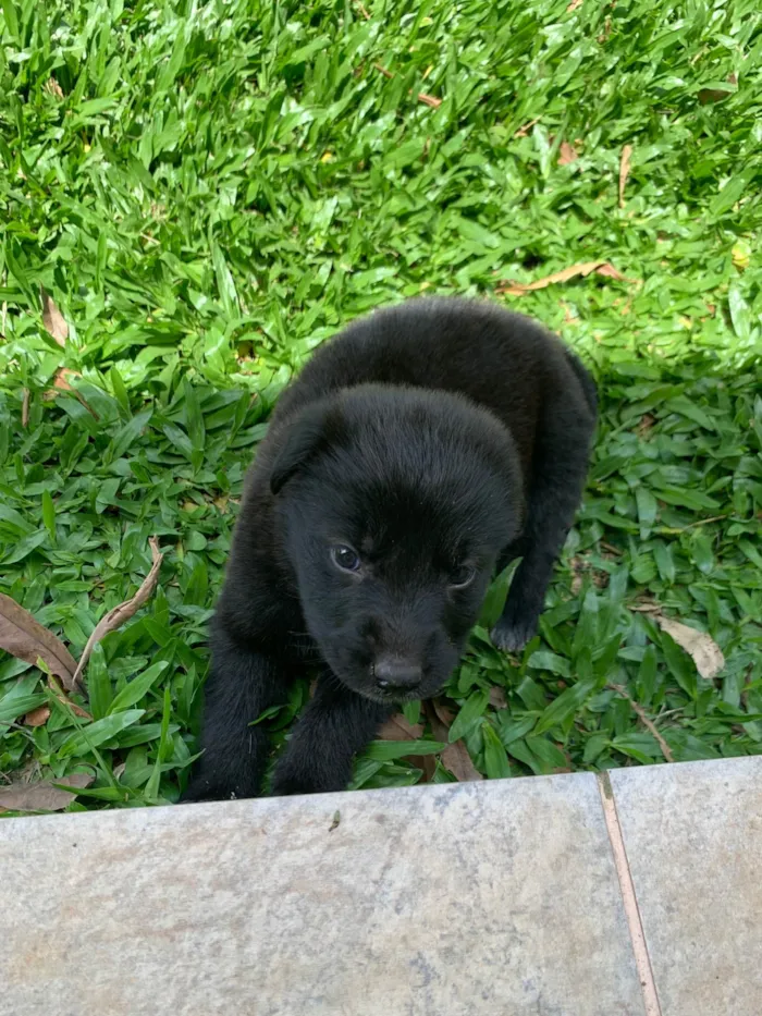 Cachorro ra a SRD-ViraLata idade Abaixo de 2 meses nome Duke