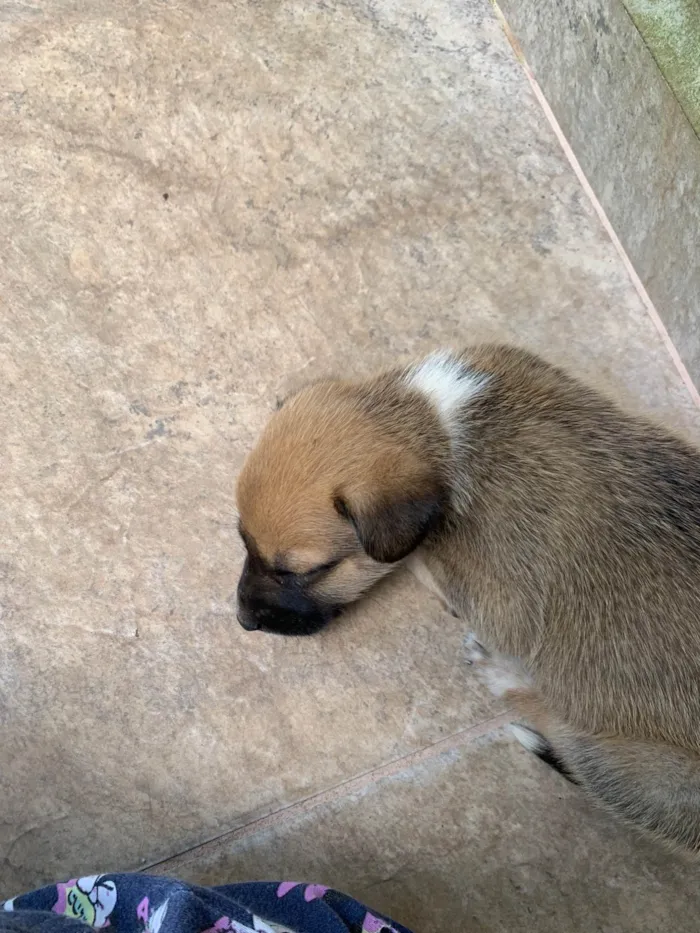 Cachorro ra a SRD-ViraLata idade Abaixo de 2 meses nome Luke