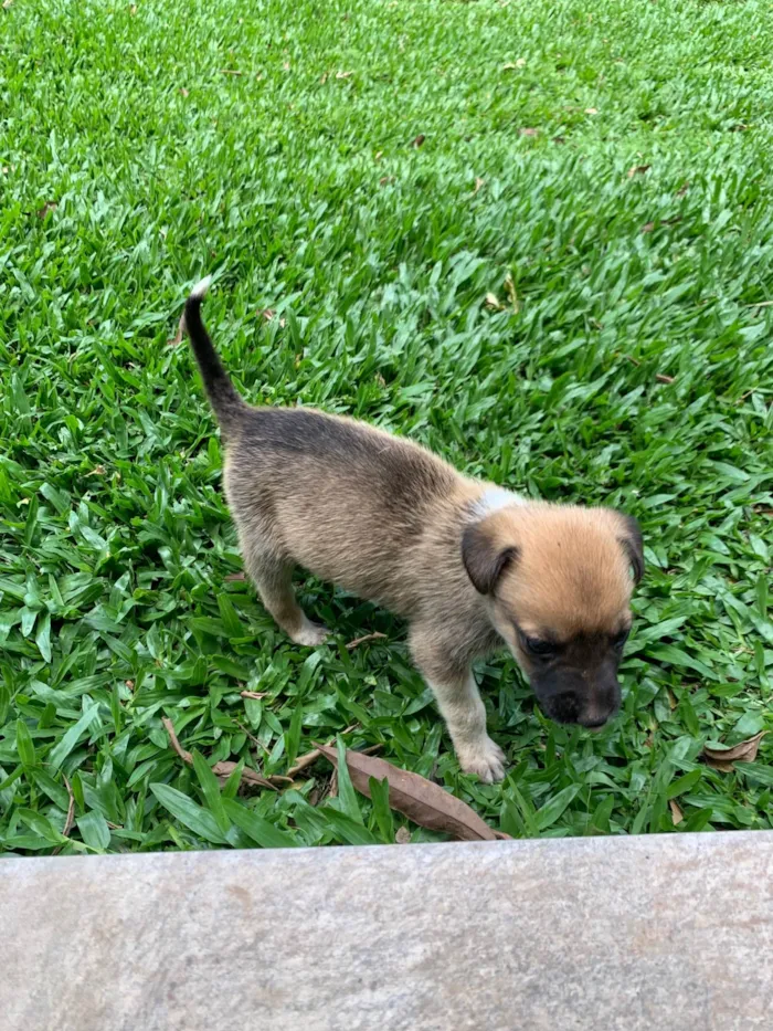 Cachorro ra a SRD-ViraLata idade Abaixo de 2 meses nome Luke