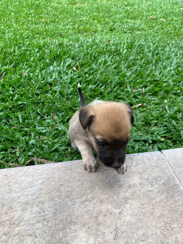 Cachorro ra a SRD-ViraLata idade Abaixo de 2 meses nome Luke