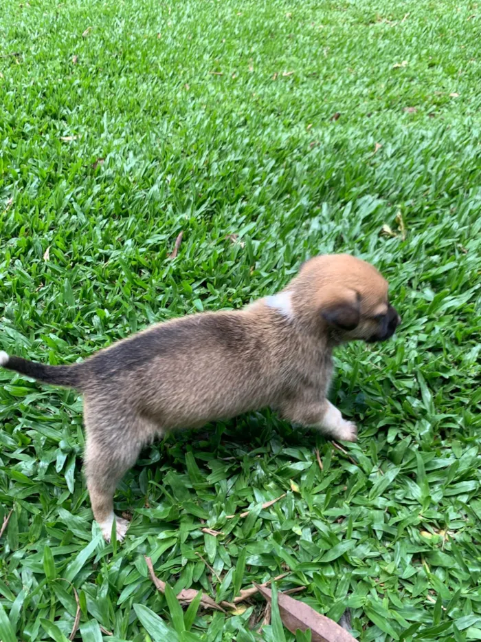 Cachorro ra a SRD-ViraLata idade Abaixo de 2 meses nome Luke