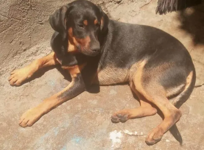 Cachorro ra a SRD-ViraLata idade 2 a 6 meses nome PAÇOCA