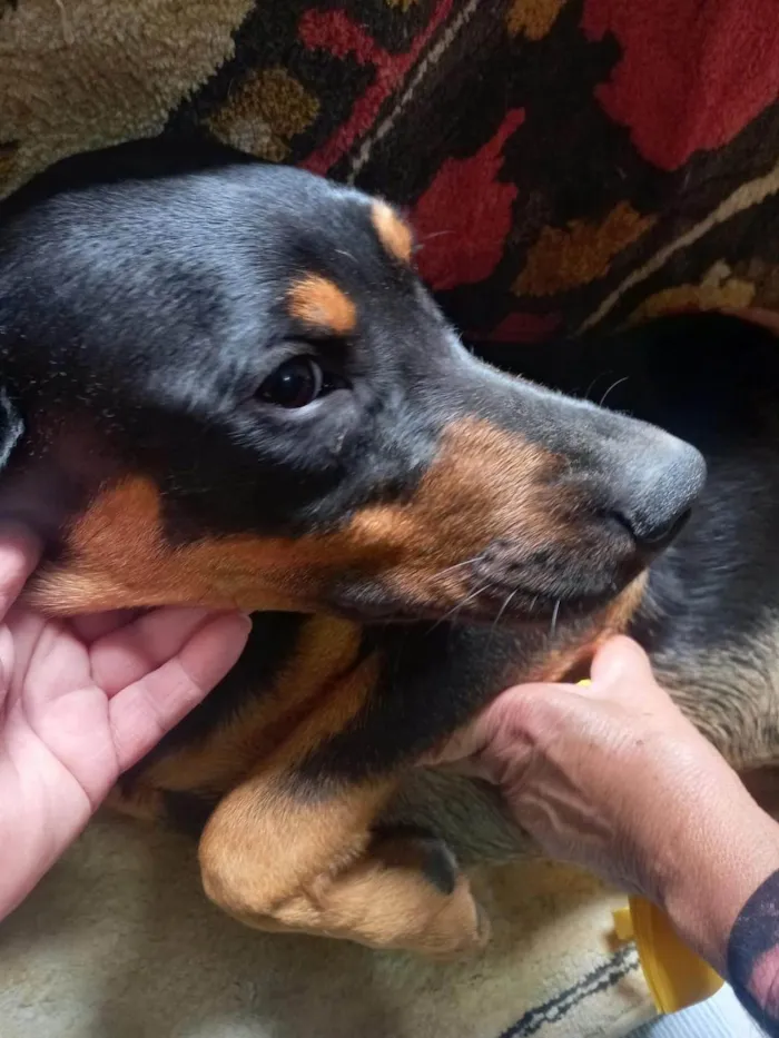 Cachorro ra a SRD-ViraLata idade 2 a 6 meses nome THOR