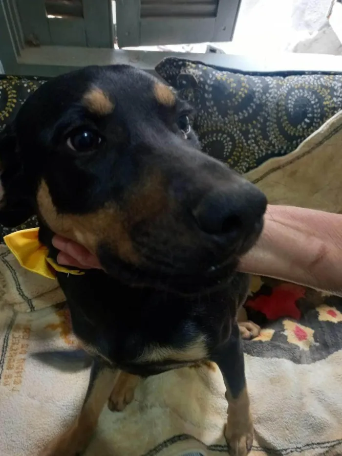 Cachorro ra a SRD-ViraLata idade 2 a 6 meses nome THOR