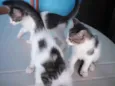 Gatos