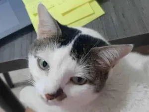 Gato raça Exótico idade 6 ou mais anos nome MIA