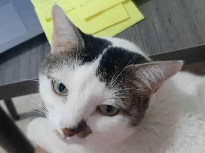 Gato ra a Exótico idade 6 ou mais anos nome MIA