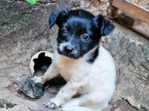 Cachorro raça SRD-ViraLata idade Abaixo de 2 meses nome Ted