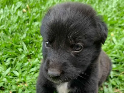 Cachorro raça SRD-ViraLata idade Abaixo de 2 meses nome Duke