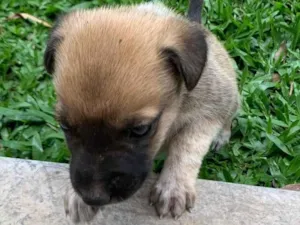 Cachorro raça SRD-ViraLata idade Abaixo de 2 meses nome Luke