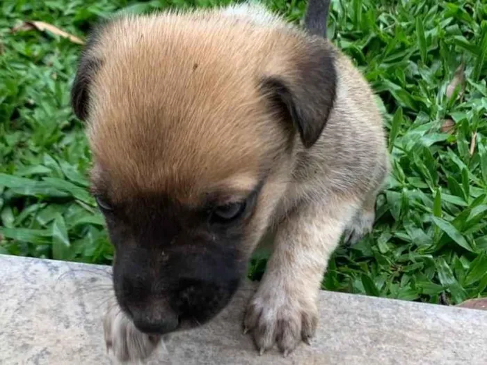 Cachorro ra a SRD-ViraLata idade Abaixo de 2 meses nome Luke