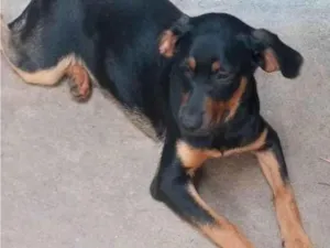 Cachorro raça SRD-ViraLata idade 2 a 6 meses nome PAÇOCA