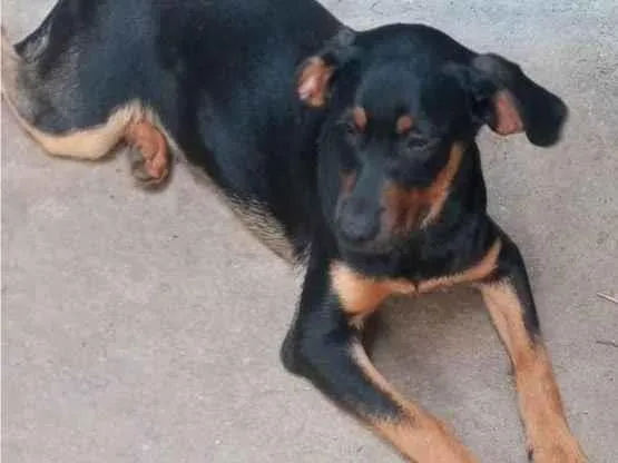 Cachorro ra a SRD-ViraLata idade 2 a 6 meses nome PAÇOCA