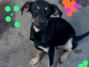 Cachorro raça SRD-ViraLata idade 2 a 6 meses nome THOR