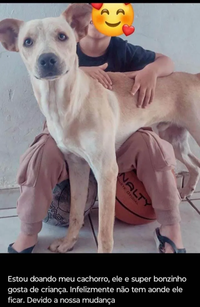 Cachorro ra a SRD-ViraLata idade 1 ano nome Lucky