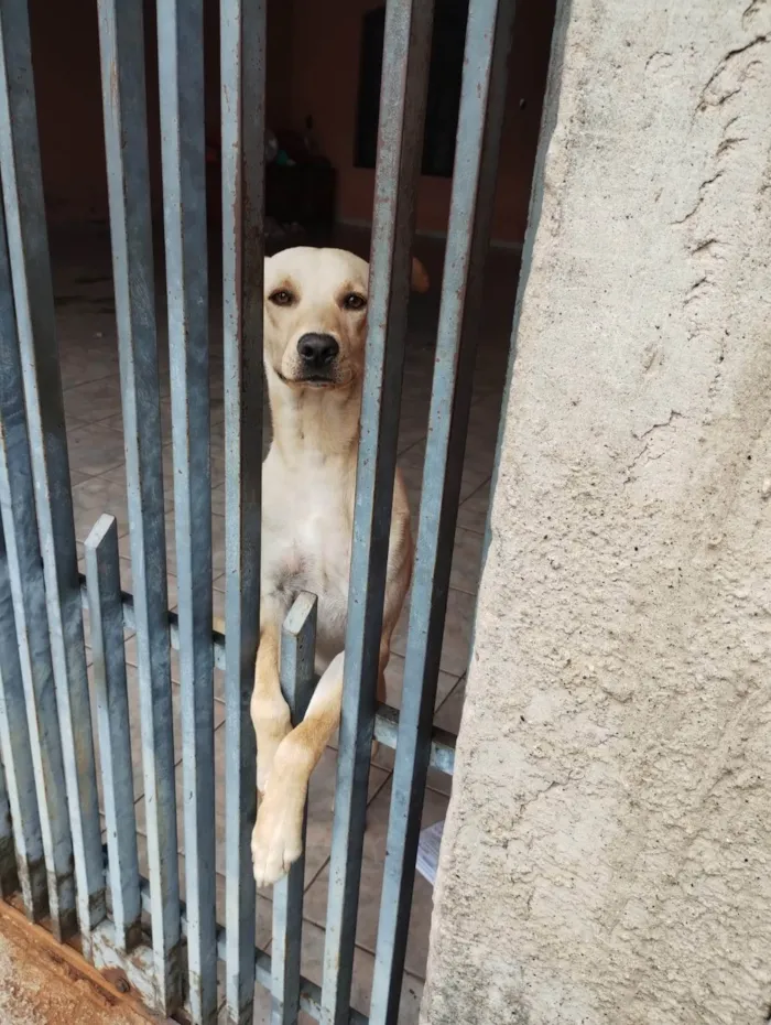 Cachorro ra a SRD-ViraLata idade 1 ano nome Lucky