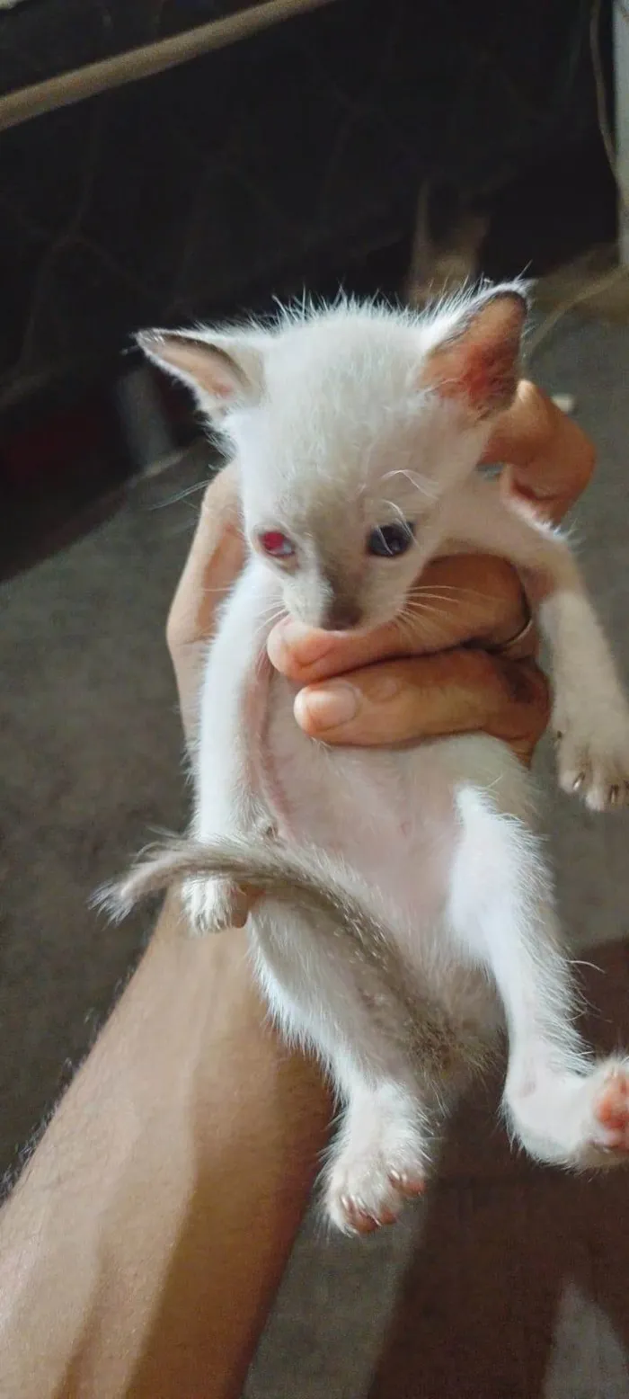 Gato ra a SRD-ViraLata idade Abaixo de 2 meses nome 4 gatinhas filhotes 