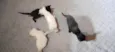 4 gatinhas filhotes 