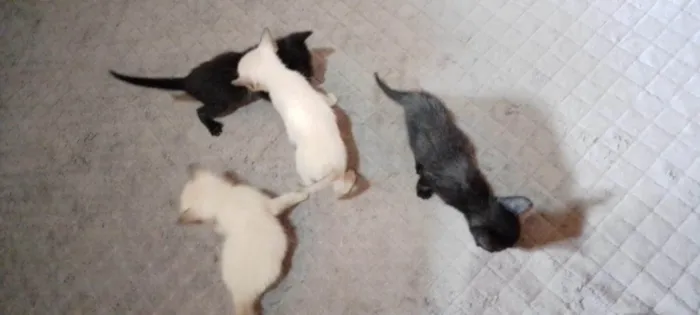 Gato ra a SRD-ViraLata idade Abaixo de 2 meses nome 4 gatinhas filhotes 