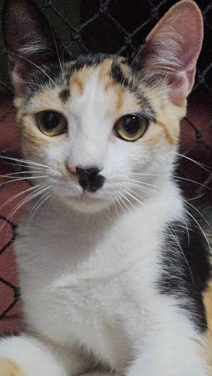 Gato ra a SRD-ViraLata idade 2 a 6 meses nome Bella