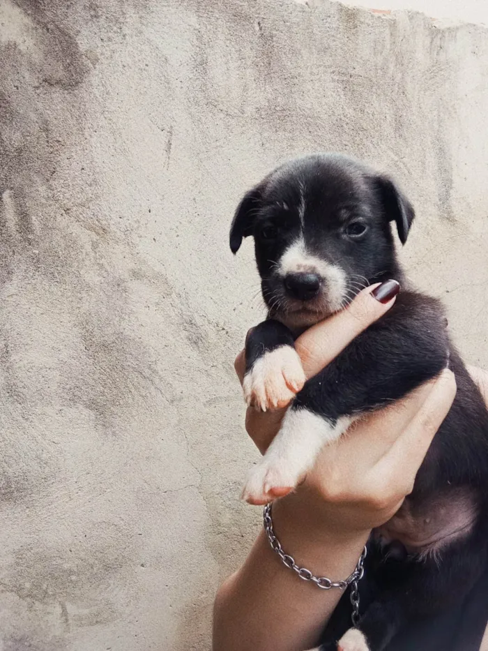 Cachorro ra a SRD-ViraLata idade Abaixo de 2 meses nome sem nome 